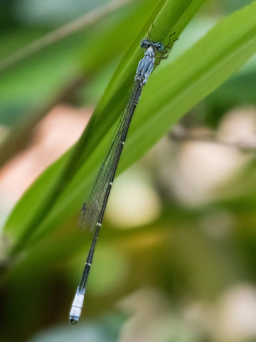 Large Wiretail (Labidiosticta vallisi)